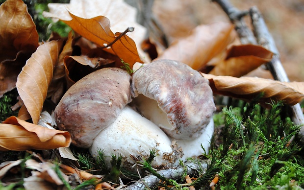 hríb sosnový Boletus pinophilus Pil. et Dermek in Pil.