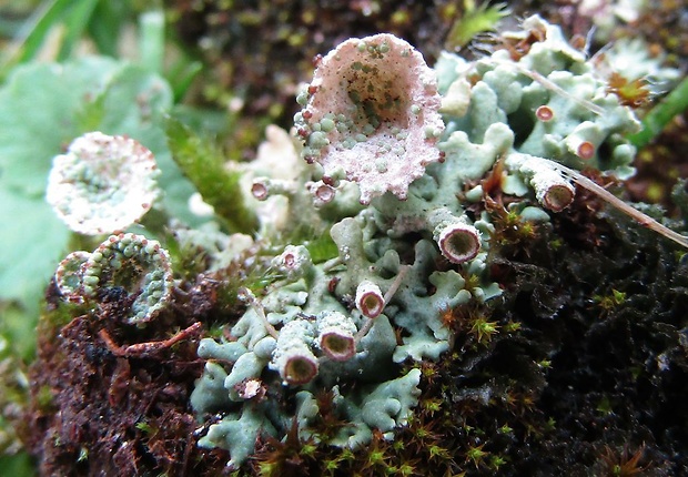 dutohlávka pohárikovitá Cladonia pyxidata (L.) Hoffm.