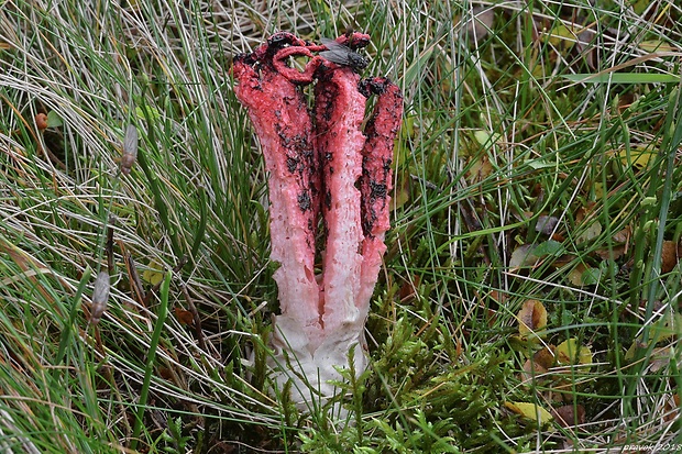 mrežovka kvetovitá Clathrus archeri (Berk.) Dring