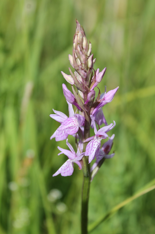 vstavačovec český Dactylorhiza bohemica