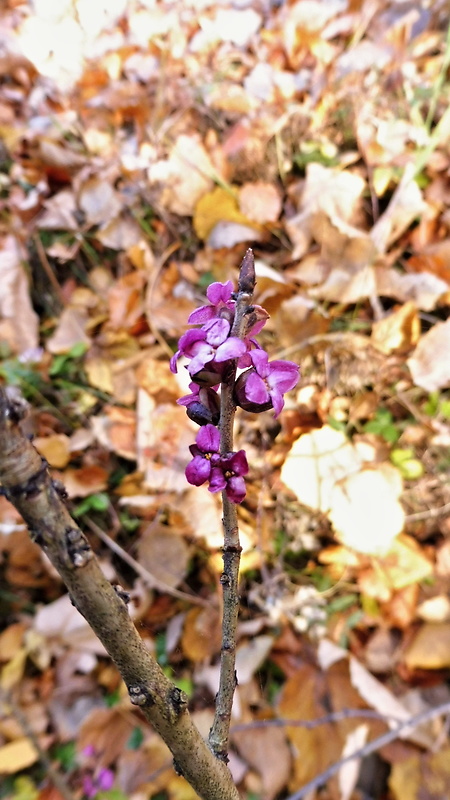 lykovec jedovatý Daphne mezereum L.