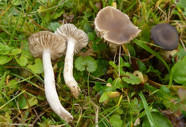 čiruľka Josserandova Dermoloma josserandii Dennis & P.D. Orton