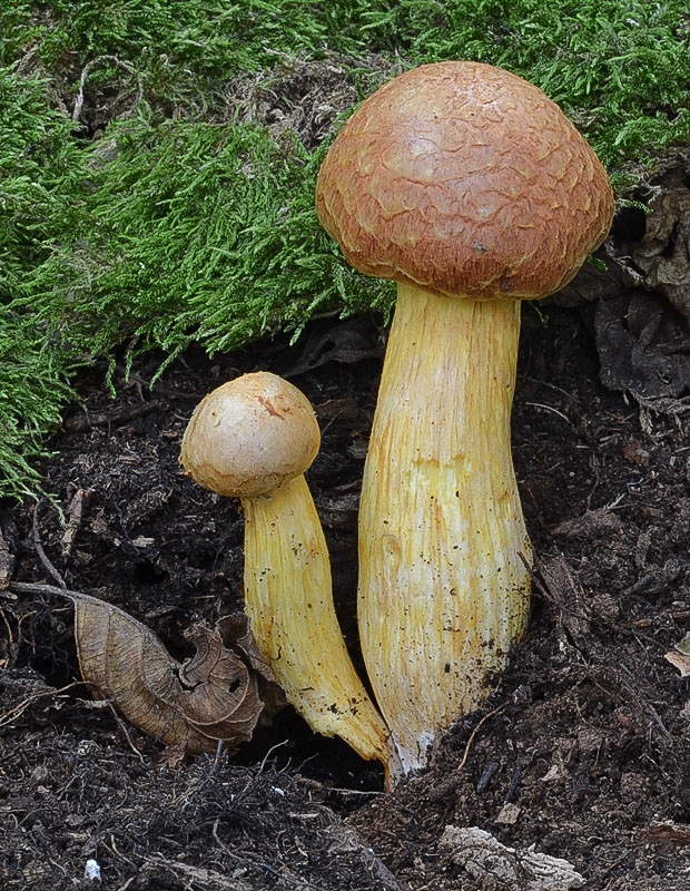 šupinovec nádherný Gymnopilus junonius (Fr.) P.D. Orton