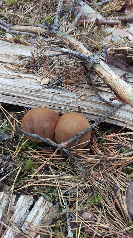 suchohríb Engelov Hortiboletus engelii (Hlaváček) Biketova & Wasser