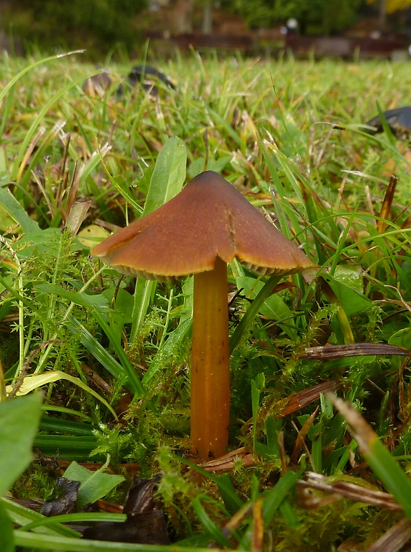 lúčnica kužeľovitá Hygrocybe conica (Schaeff.) P. Kumm.