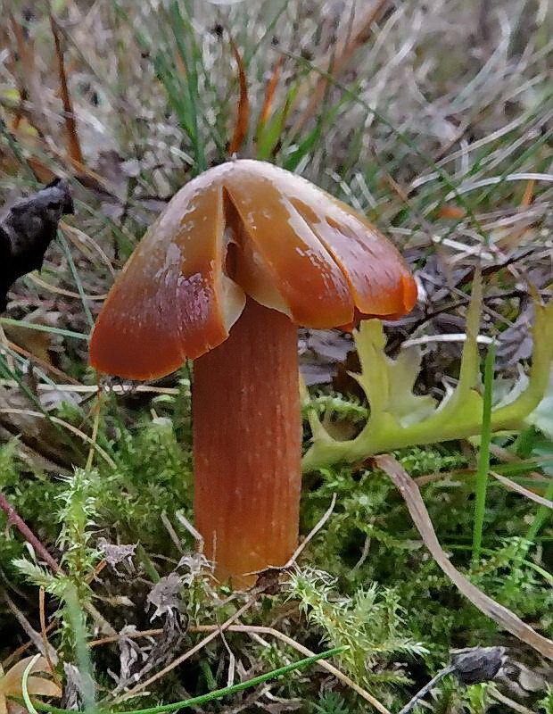 lúčnica granátovočervená Hygrocybe punicea (Fr.) P. Kumm.