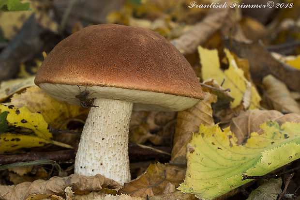 kozák osikový Leccinum albostipitatum den Bakker & Noordel.