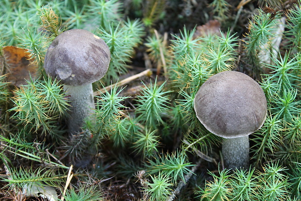 kozák brezový Leccinum scabrum (Bull.) Gray