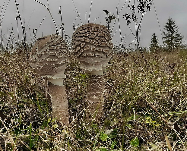 bedľa vysoká Macrolepiota procera (Scop.) Singer