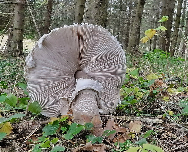 bedľa vysoká Macrolepiota procera (Scop.) Singer