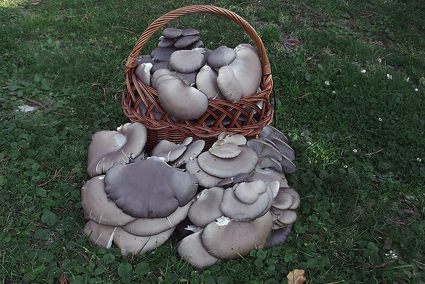 košíkovka - hliva ustricovitá Pleurotus ostreatus (Jacq.) P. Kumm.