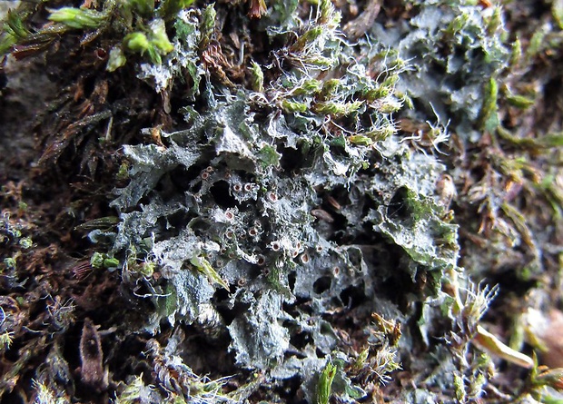 napúchavec Scytinium gelatinosum (With.) Otálora, P.M. Jørg. & Wedin