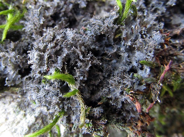 napúchavec Scytinium pulvinatum (Hoffm.) Otálora, P.M. Jørg. & Wedin