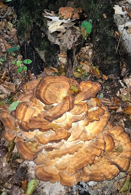 vejárovec obrovský Meripilus giganteus (Pers.) P. Karst.