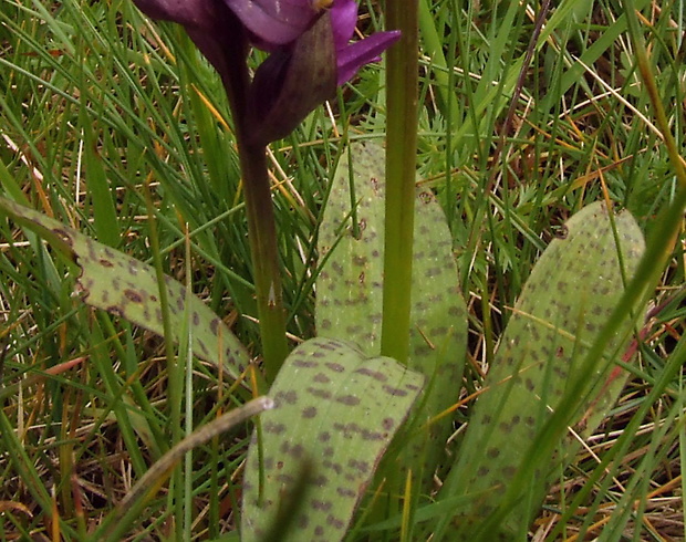 vstavačovec Dactylorhiza cordigera (Fries) Soó