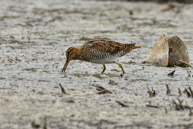 močiarnica mekotavá Gallinago gallinago