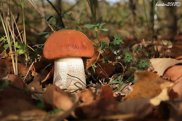 kozák dubový Leccinum aurantiacum (Bull.) Gray