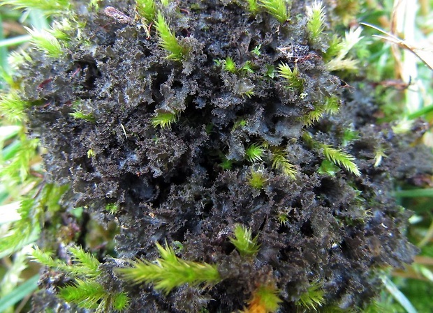 napúchavec Scytinium pulvinatum (Hoffm.) Otálora, P.M. Jørg. & Wedin