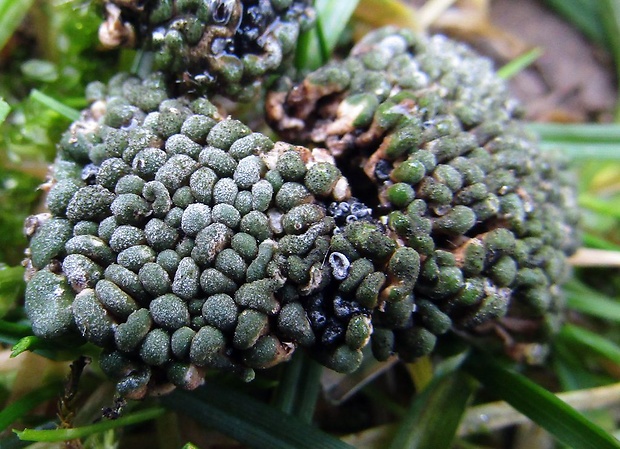 riasanka obyčajná Toninia sedifolia (Scop.) Timdal