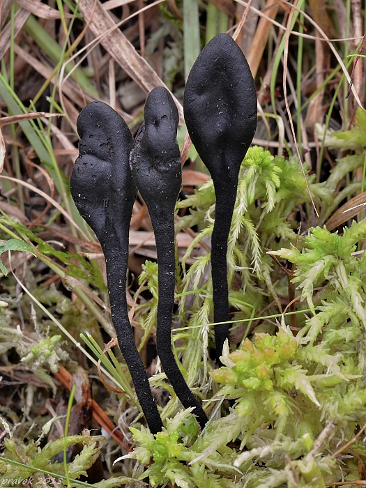 pajazýček chlpatý Trichoglossum hirsutum (Pers.) Boud.