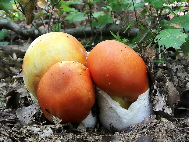 muchotrávka cisárska Amanita caesarea (Scop.) Pers.