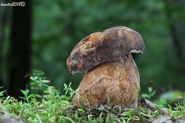 hríb bronzový Boletus aereus Bull. ex Fr.