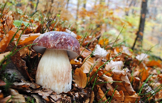 hríb sosnový Boletus pinophilus Pil. et Dermek in Pil.