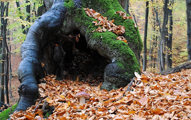 hríb sosnový Boletus pinophilus Pil. et Dermek in Pil.