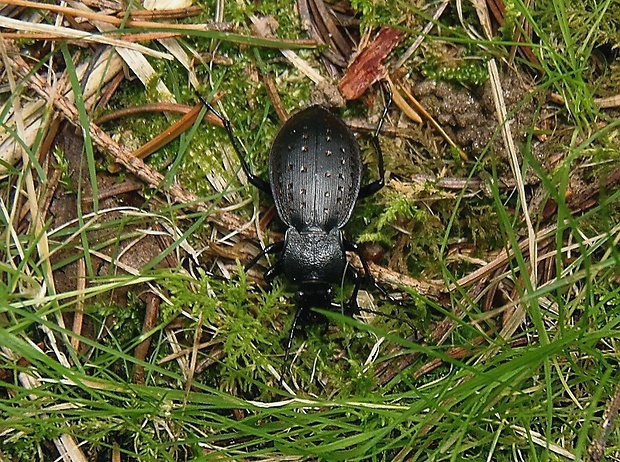 bystruška záhradná   /   střevlík zahradní Carabus hortensis Linnaeus, 1758