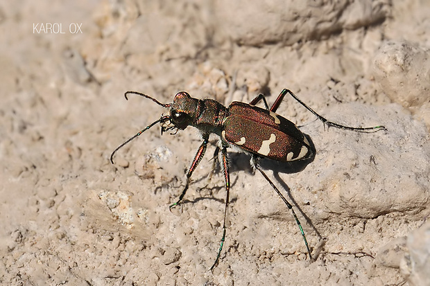 svižník lesný Cicindela sylvicola