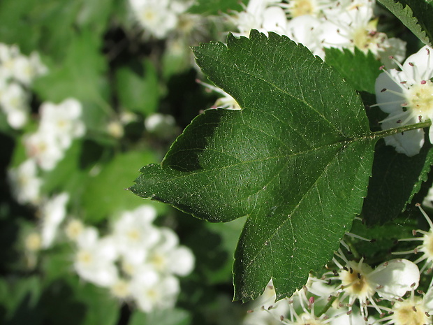 hloh obyčajný Crataegus laevigata (Poir.) DC.