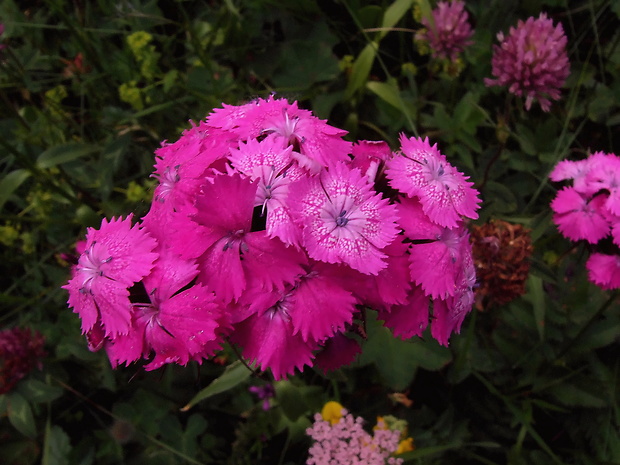 klinček bradatý nakopený Dianthus barbatus subsp. compactus (Kit.) Heuff.