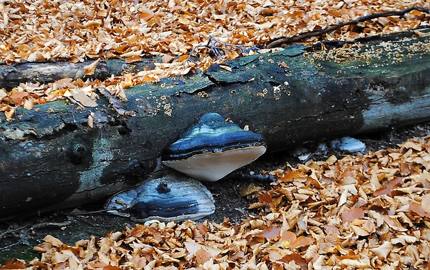 práchnovec kopytovitý Fomes fomentarius (L.) J.J. Kickx