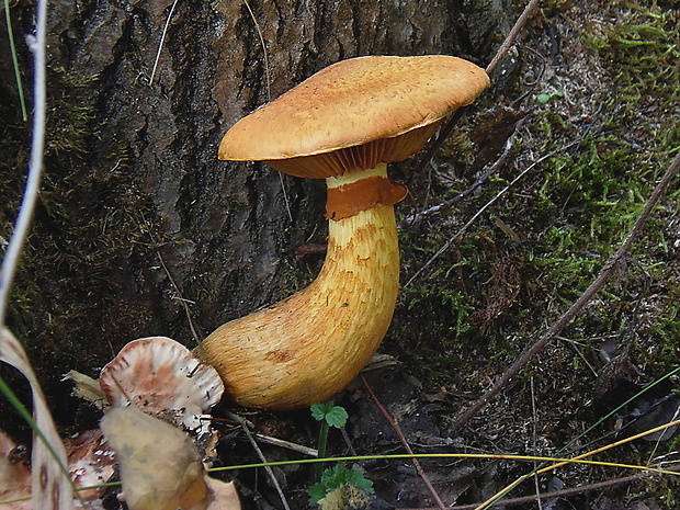 šupinovec nádherný Gymnopilus junonius (Fr.) P.D. Orton