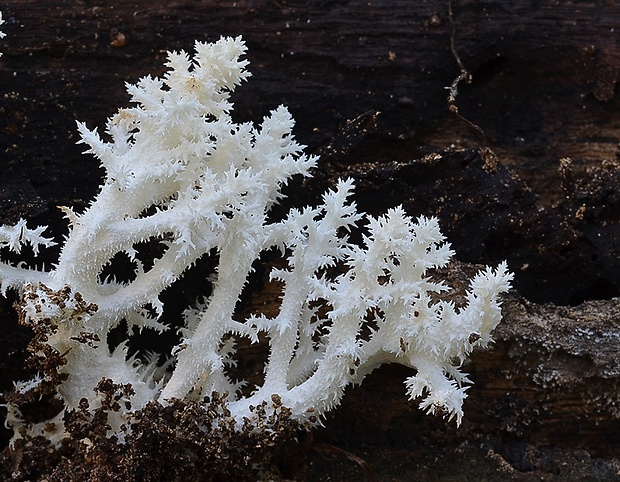 koralovec bukový Hericium coralloides (Scop.) Pers.