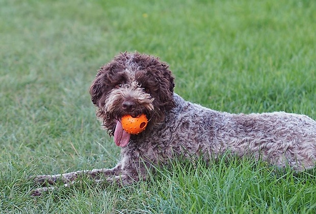 AquaTerra Dogs DONA Lagotto Romagnolo