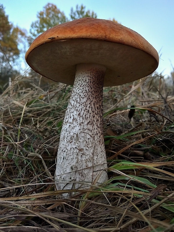 kozák dubový Leccinum aurantiacum (Bull.) Gray