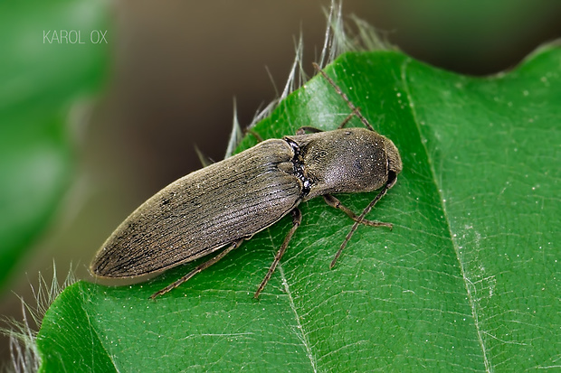 kováčik Agriotes pilosellus