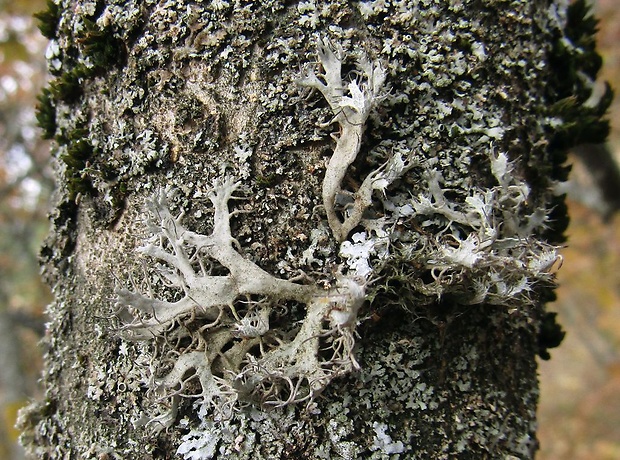 jaseňovka brvitá Anaptychia ciliaris subsp. ciliaris (L.) Körb. ex A. Massal.