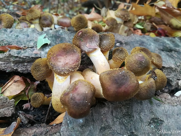 podpňovka žltá Armillaria gallica Marxm. & Romagn.