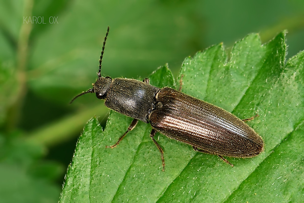 kováčik Athous haemorrhoidalis