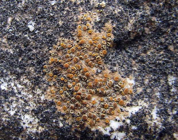 krásnica Caloplaca sp.