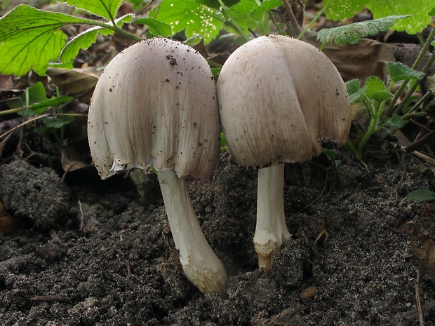 hnojník atramentový Coprinopsis atramentaria (Bull.) Redhead, Vilgalys & Moncalvo