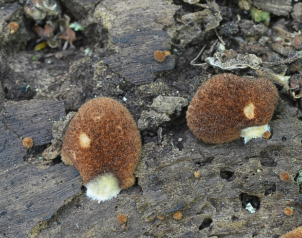 pahliva šafranová Crepidotus crocophyllus (Berk.) Sacc.