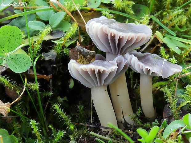 lúčnica žltkastohlúbiková Cuphophyllus flavipes  (Britzelm.) Bon