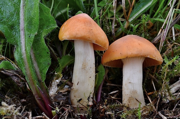 lúčnica statná Cuphophyllus pratensis (Fr.) Bon