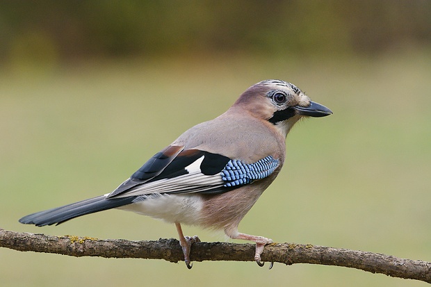 sojka obyčajná Garrulus glandarius