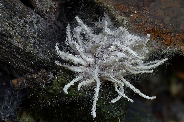 Gibellula sp.