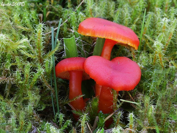 lúčnica šarlátová Hygrocybe coccinea (Schaeff.) P. Kumm.