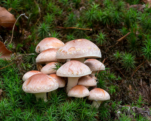 strapcovka tehlovočervená Hypholoma lateritium (Schaeff.) P. Kumm.